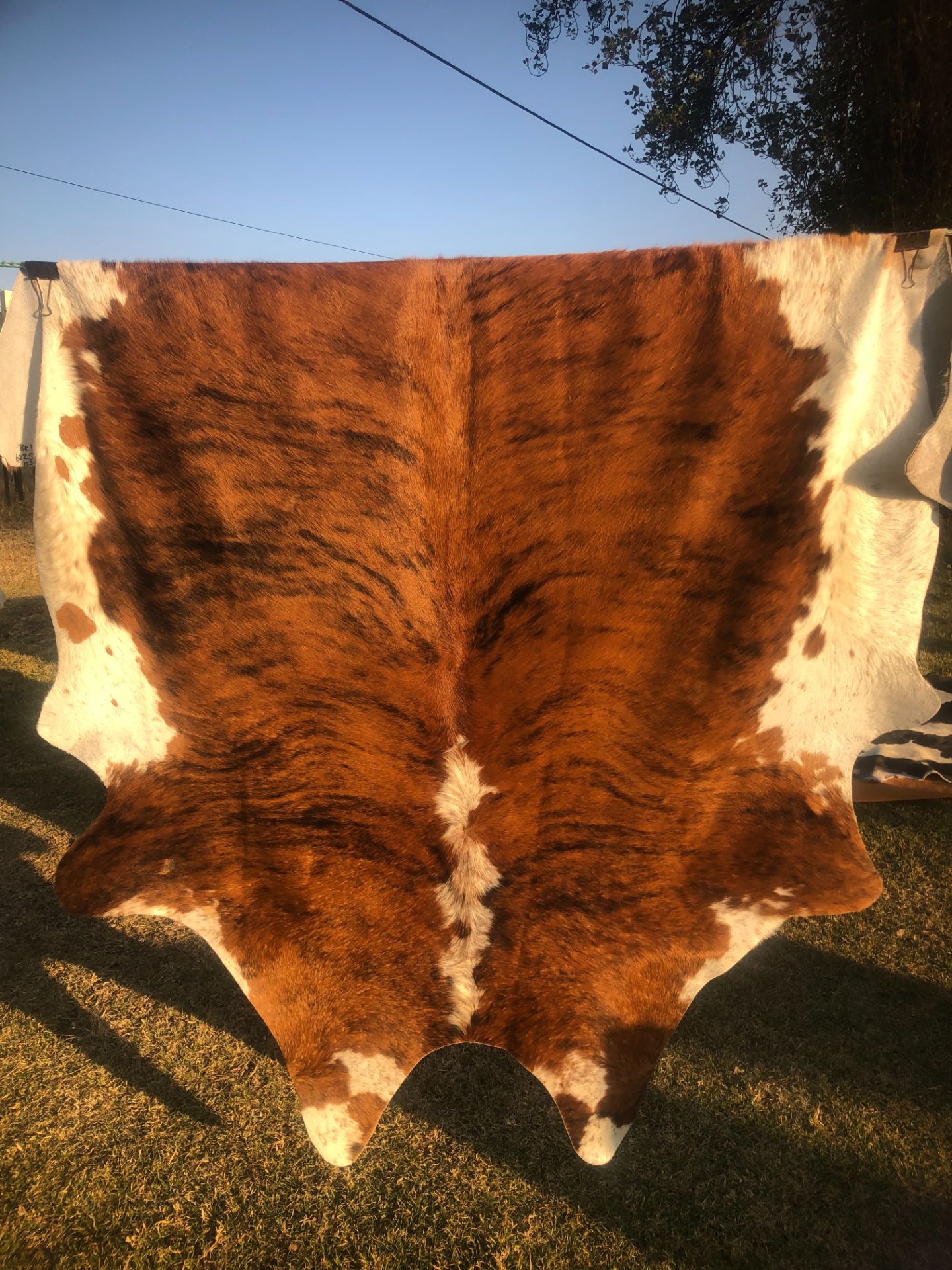 IMG_2952 Cowhide rug