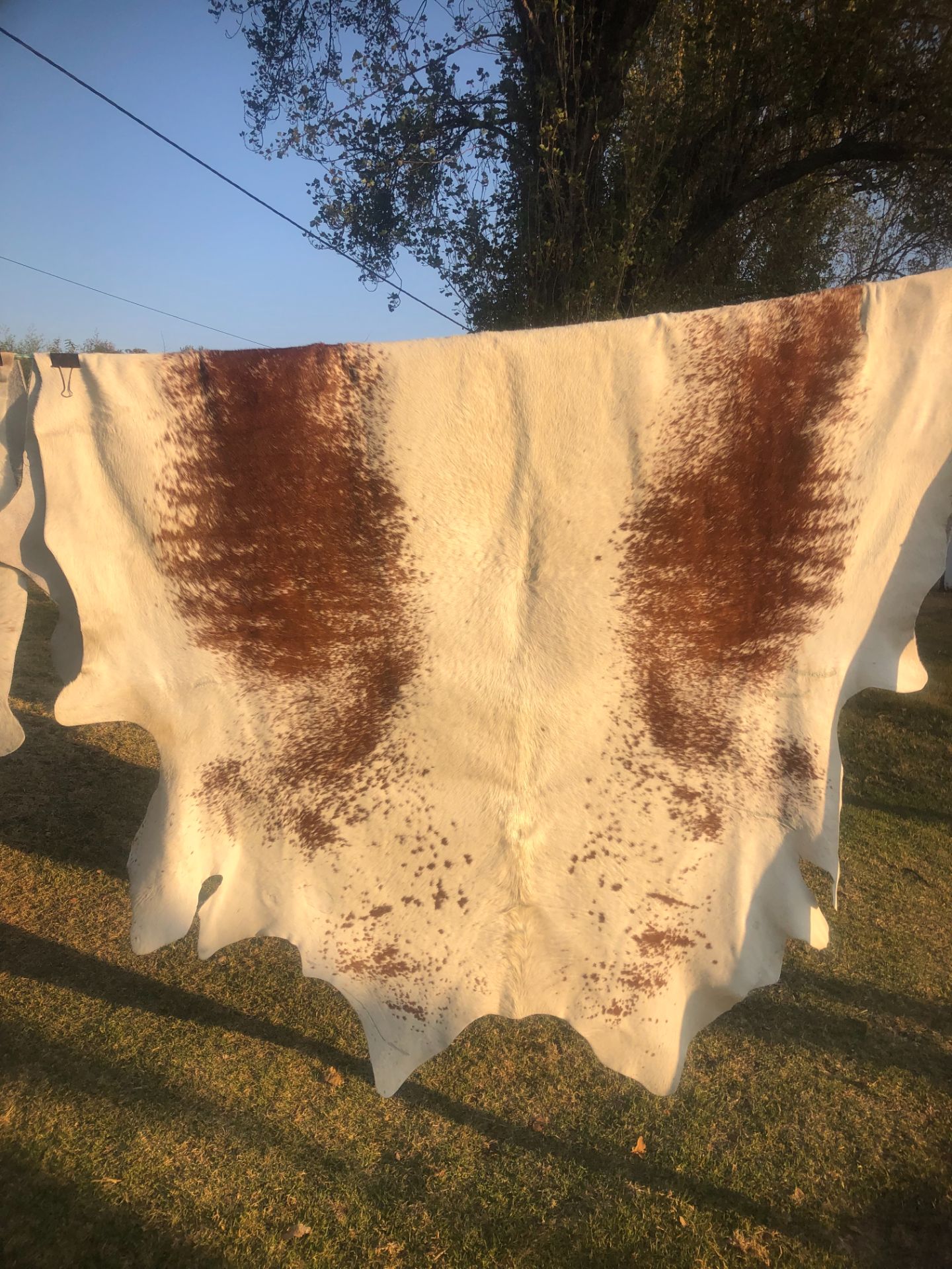 IMG_2953 Cowhide rug cream