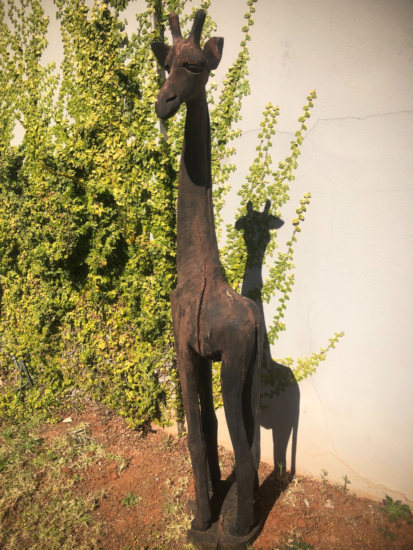 IMG_2980 Giraffe (M)